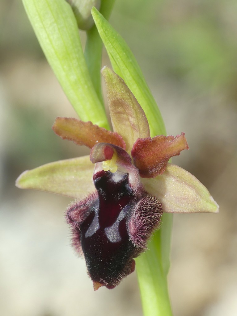 Ophrys promontorii e forme variabili  Lazio e Abruzzo aprile e maggio 2018